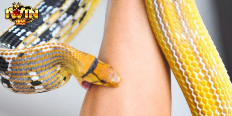 Mơ Bị Rắn Cắn Giải Mã Điều Gì? Bí kíp Chốt Số Cùng IWIN 1 Nằm mơ bị rắn cắn là điềm gì là câu hỏi khá phổ biến.