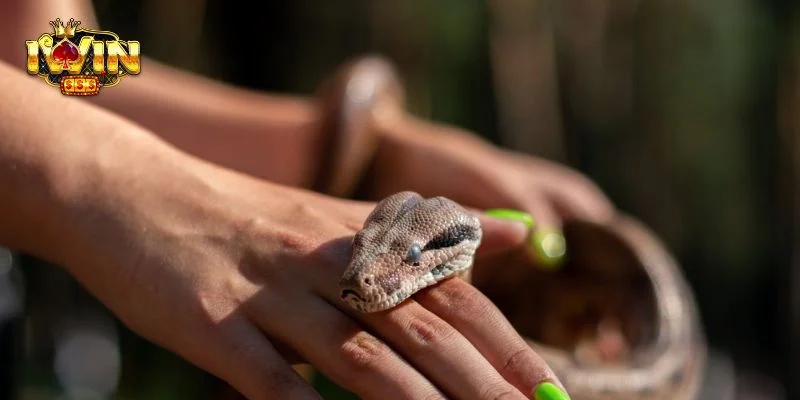 Mơ Bị Rắn Cắn Giải Mã Điều Gì? Bí kíp Chốt Số Cùng IWIN 2 Giải mã ý nghĩa nằm mơ bị rắn cắn có nhiều ý nghĩa.